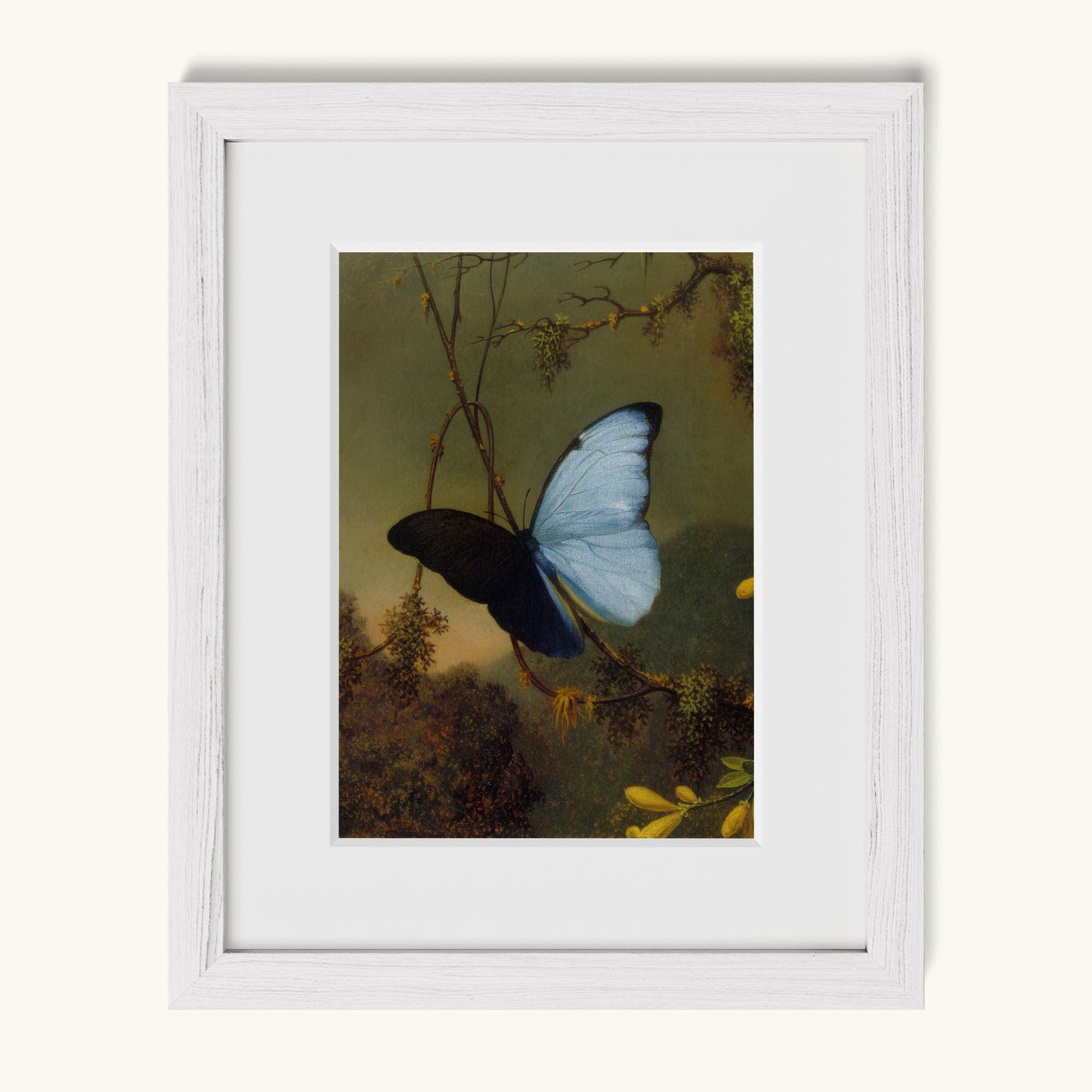 Blue Morpho Butterfly