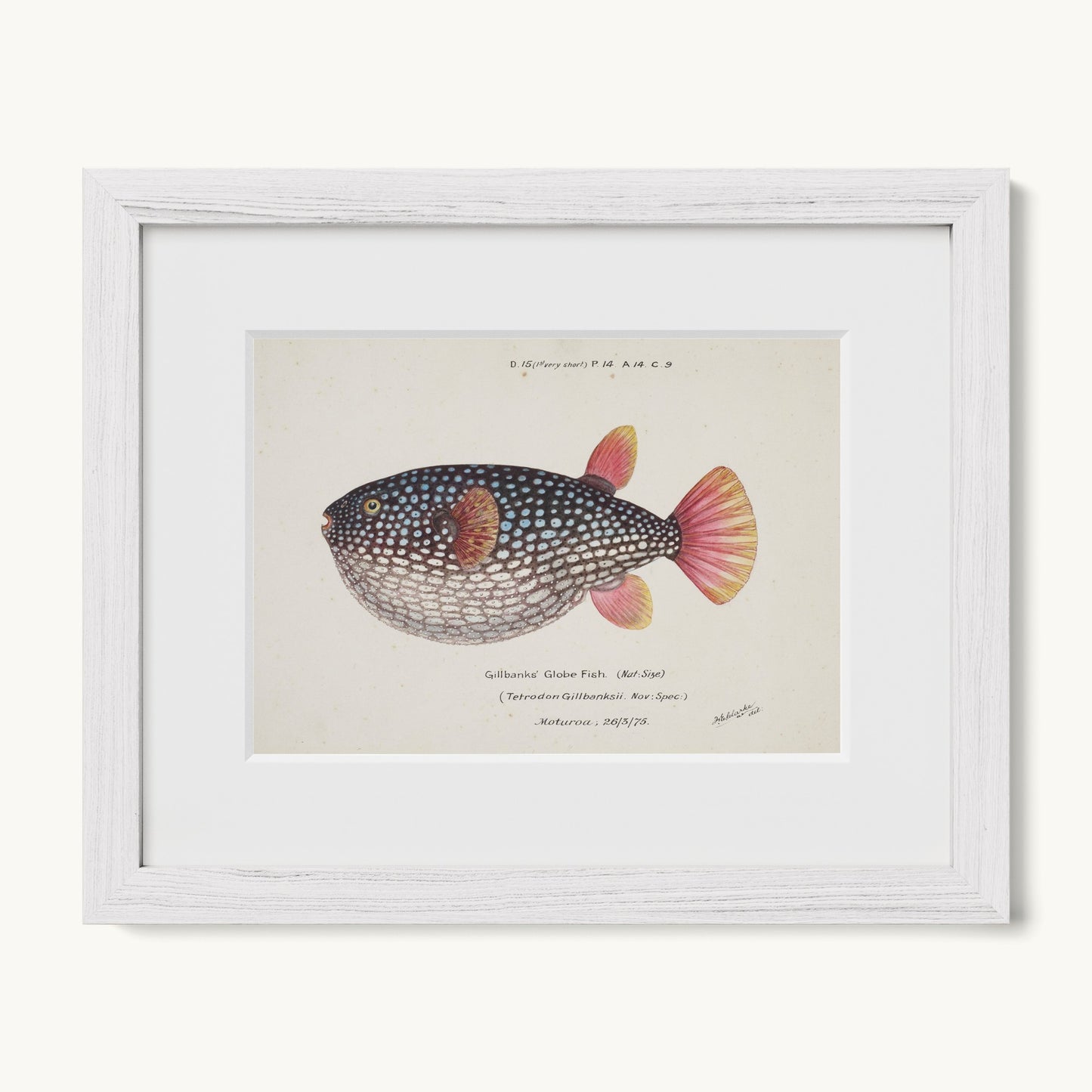 Arothron gillbanksii (Gillbanks' Globe Fish)