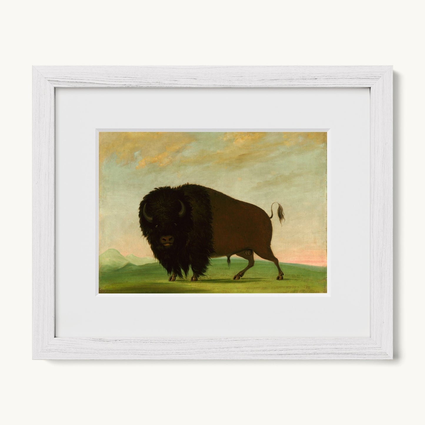 Buffalo Bull, Grazing on the Prairie
