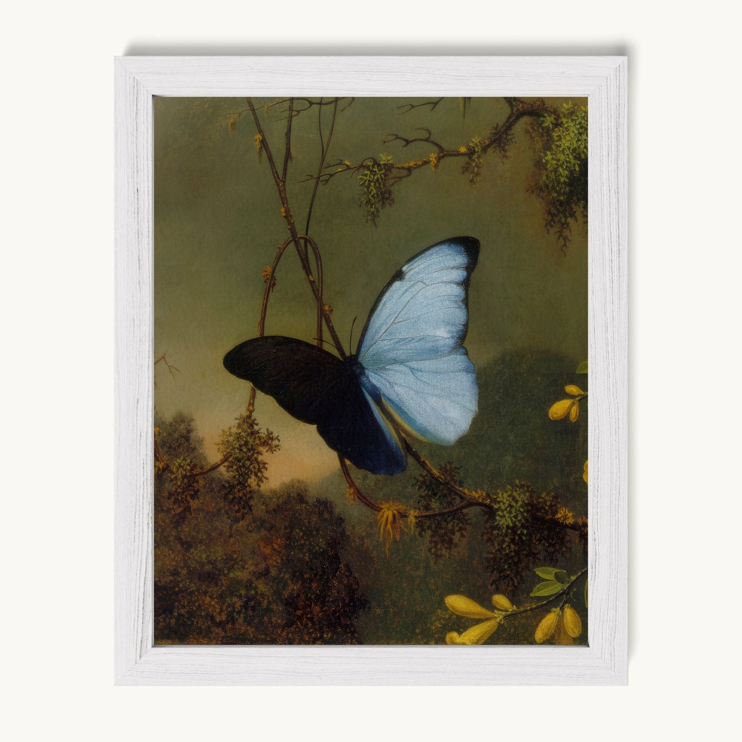 Blue Morpho Butterfly