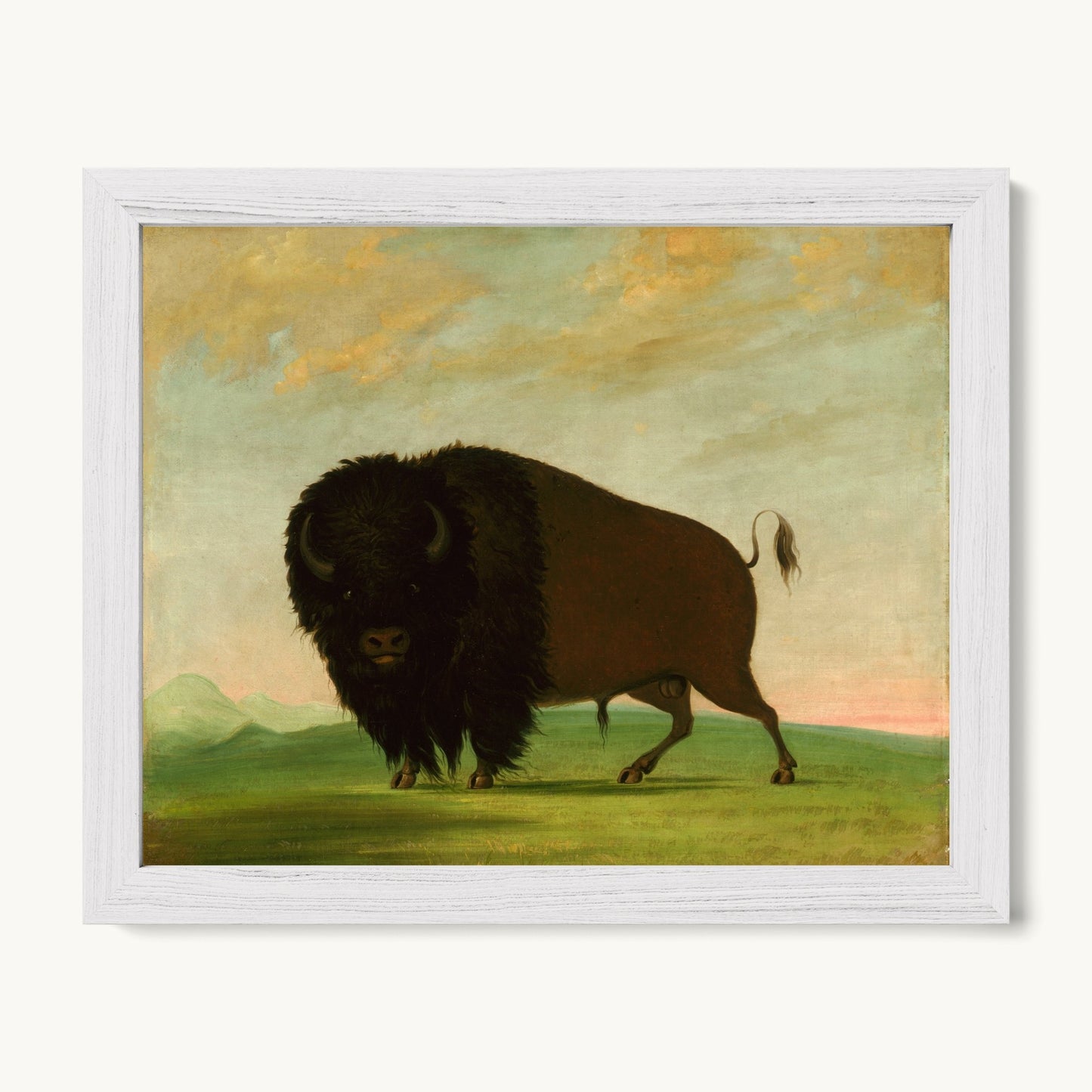 Buffalo Bull, Grazing on the Prairie