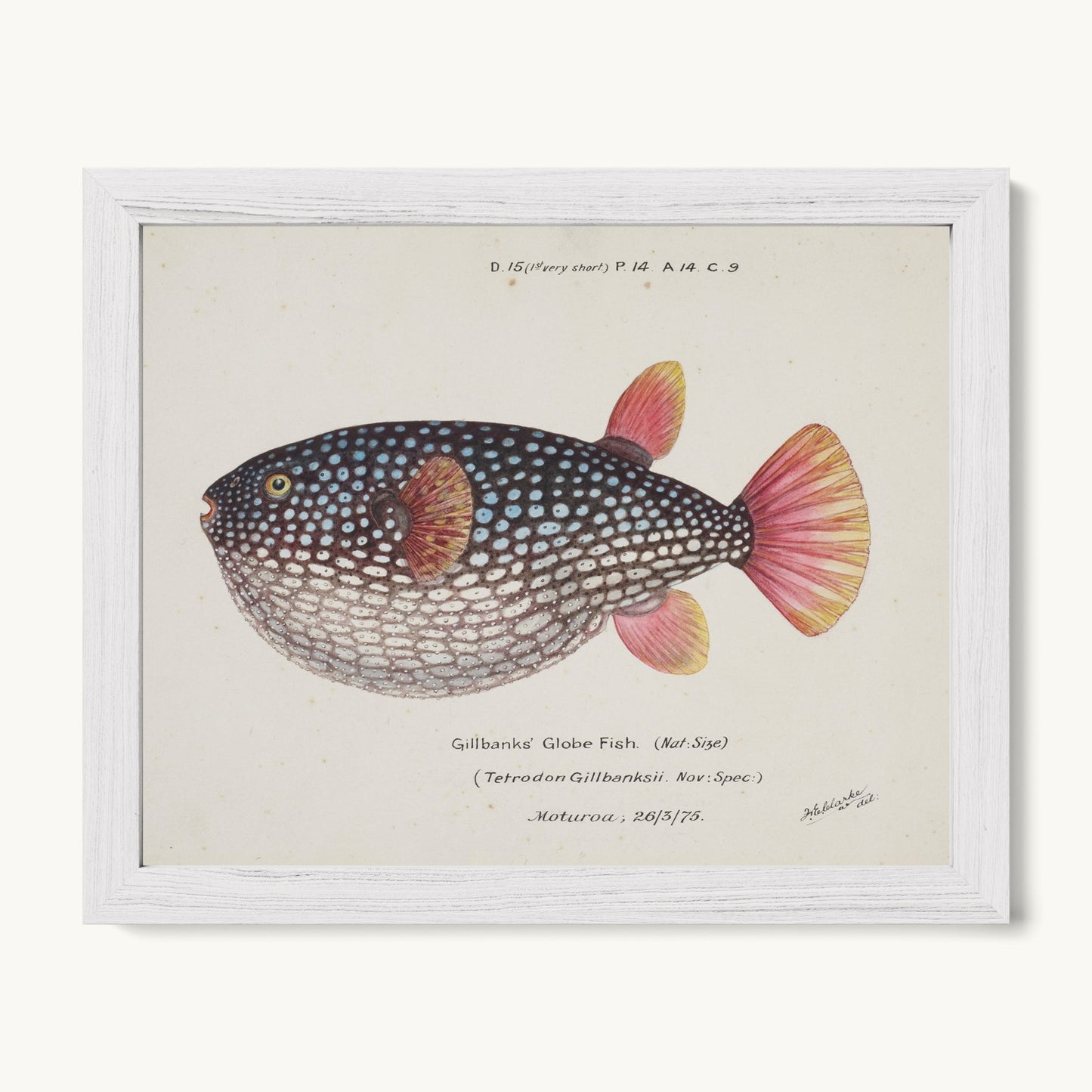 Arothron gillbanksii (Gillbanks' Globe Fish)