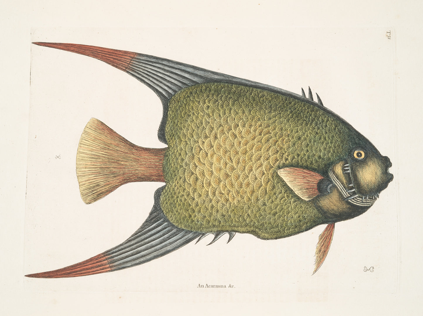 An Acarauna