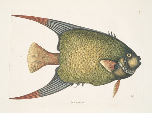 An Acarauna