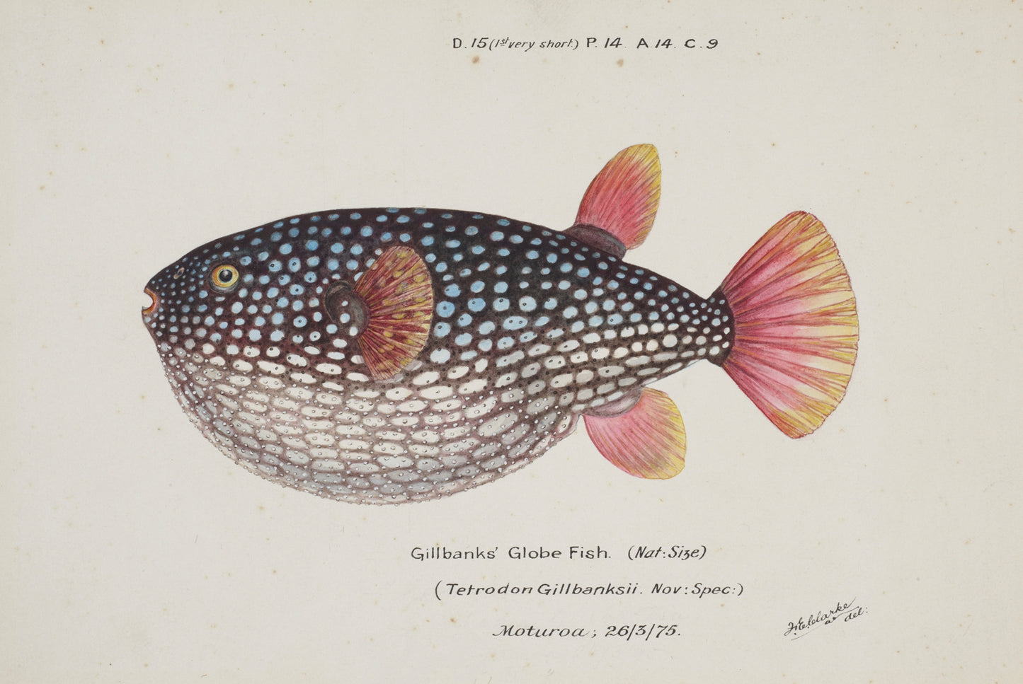 Arothron gillbanksii (Gillbanks' Globe Fish)