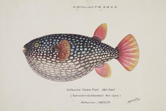 Arothron gillbanksii (Gillbanks' Globe Fish)