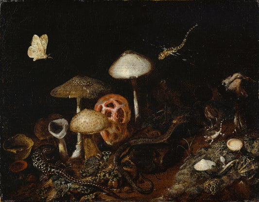 Reptiles, Mushrooms and Butterflies